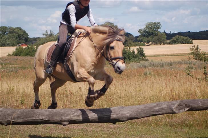 Fjordhest Risdals Frans R.I.P - Springer i terrænet<3 (; billede 11