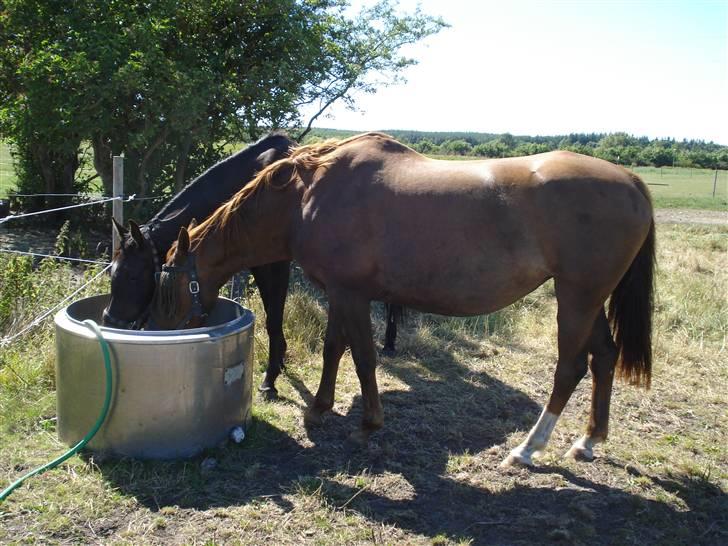 Dansk Varmblod Bøgeskov Romance *SOLGT* billede 5