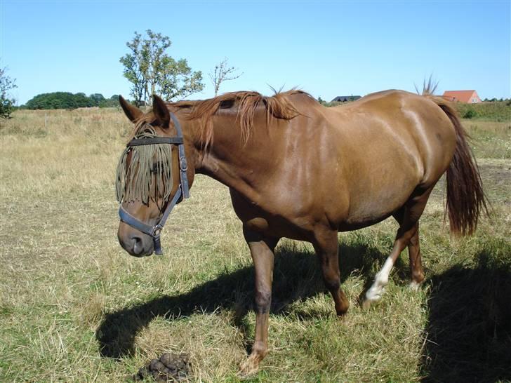 Dansk Varmblod Bøgeskov Romance *SOLGT* billede 6