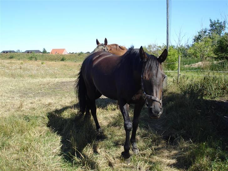 Anden særlig race Bianca *SOLGT* billede 5