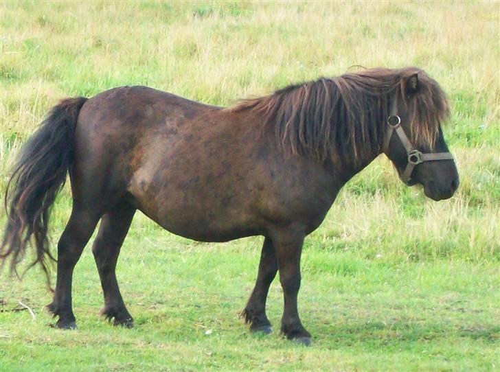 Shetlænder bella billede 2
