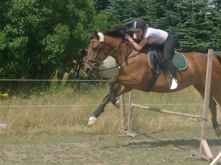 Anden særlig race Anton - Anton og Emma springer mellem 60-70cm, samme dag sprang de 110cm (Emma kun i strømper) billede 5