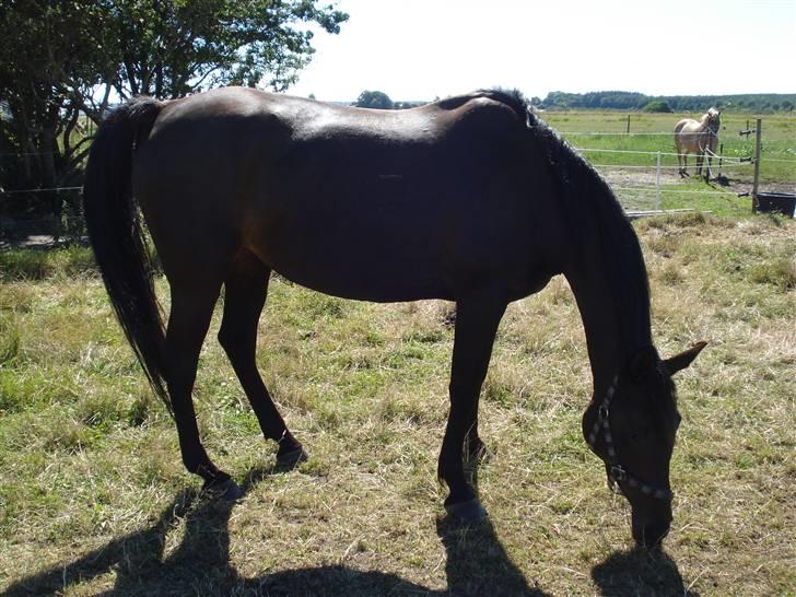 Anden særlig race Bianca *SOLGT* billede 6