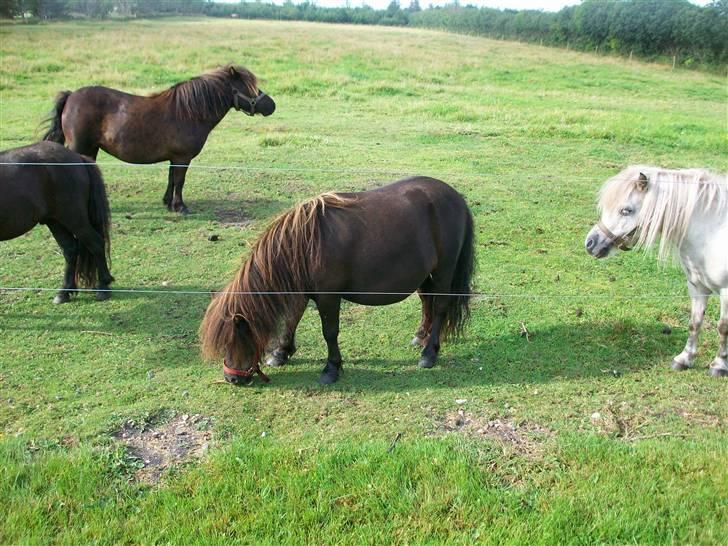 Shetlænder bella billede 3