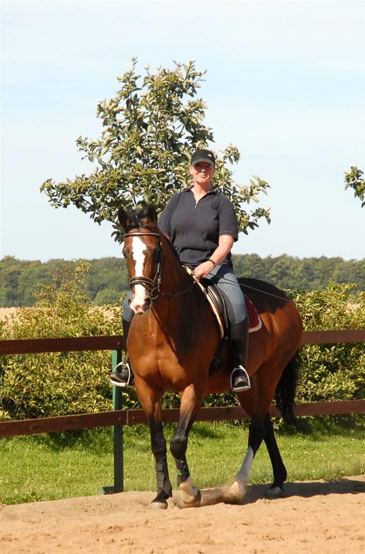 Dansk Varmblod Athene billede 1