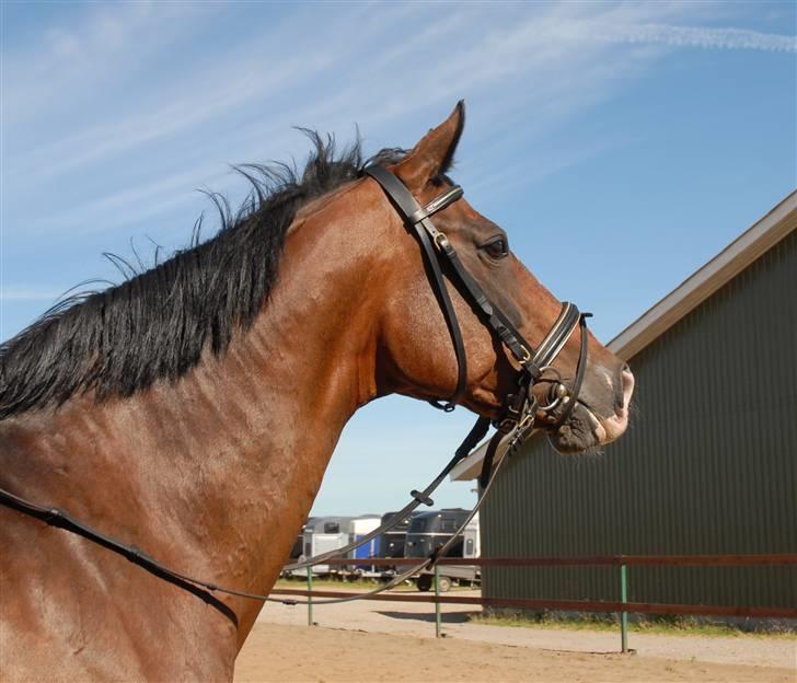 Dansk Varmblod Athene billede 2