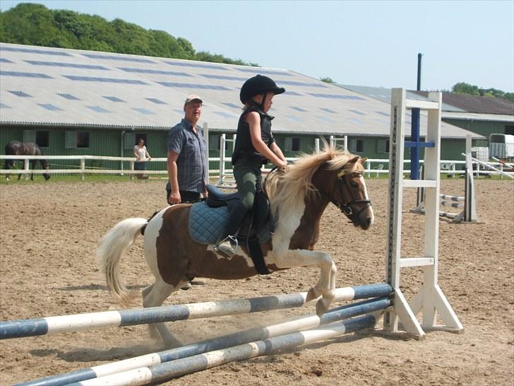 Pinto Svanemosegård´s Siroco  SOLGT "R.I.P." - Viktoria springer ham for første gang, sejt gået af 7 årig pige :) billede 10