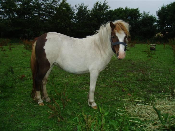 Shetlænder Bianca. Død. - Er jeg ikke fin. billede 1