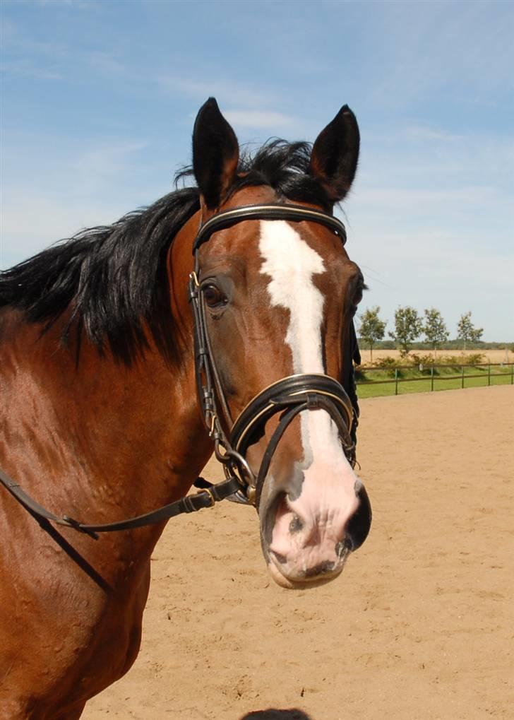 Dansk Varmblod Athene billede 3