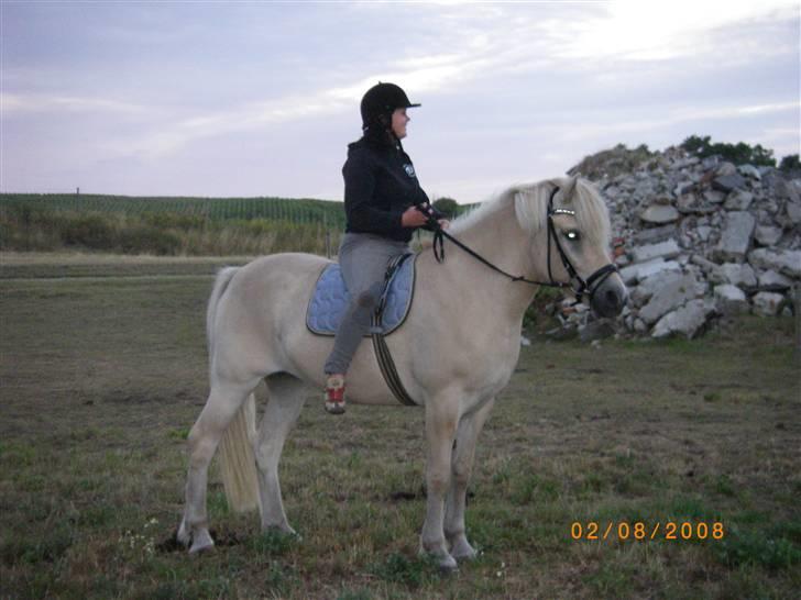 Anden særlig race Mulle   - En af de første gange med rytter på nakken .. billede 9