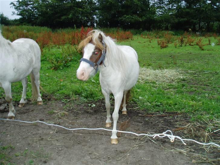 Shetlænder Bianca. Død. billede 2