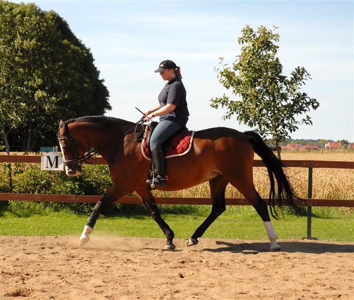 Dansk Varmblod Athene billede 4