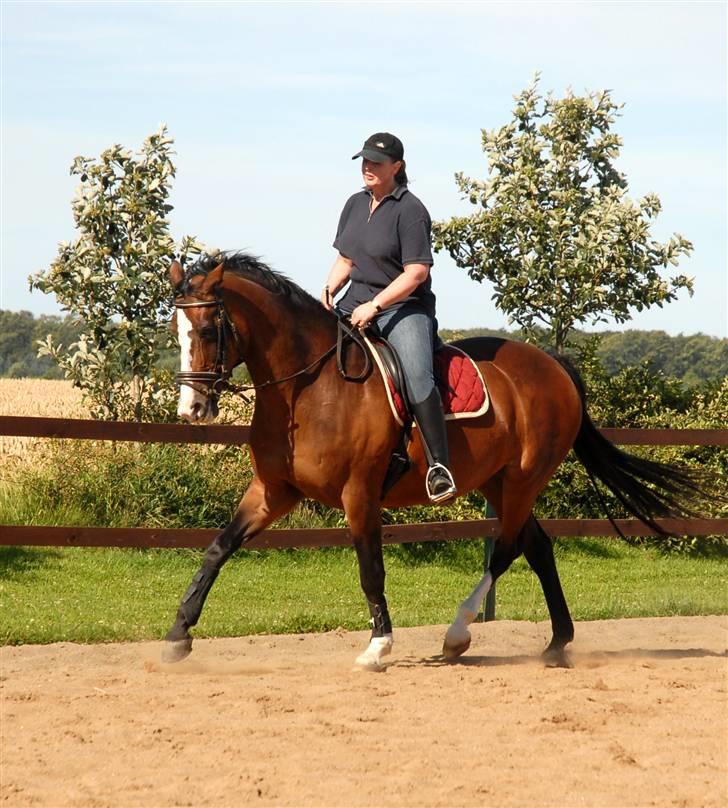 Dansk Varmblod Athene billede 5