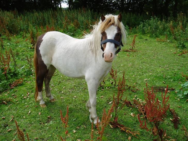 Shetlænder Bianca. Død. billede 3