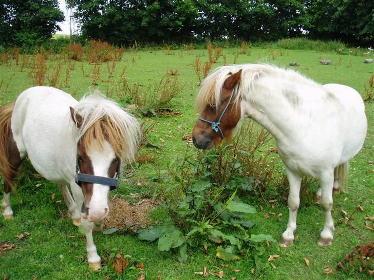 Shetlænder Bianca. Død. - Her er jeg (tv) sammen med min nye ven Buster. billede 4