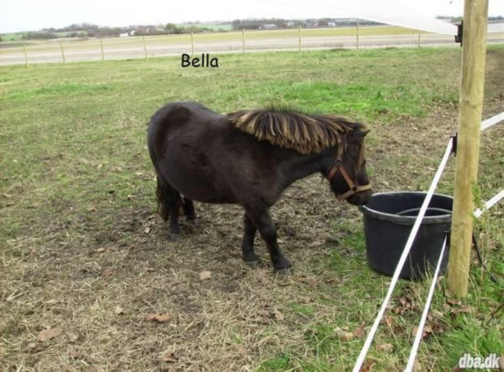 Shetlænder bella billede 5