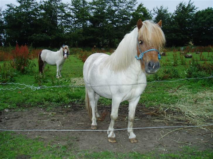 Shetlænder Bianca. Død. - Jeg holder mig lige lidt i baggrunden... billede 5
