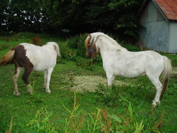 Shetlænder Bianca. Død. - Så så lille Buster, hun vil ingenting, så lad være med at vise dig. billede 6
