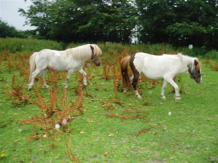 Shetlænder Bianca. Død. billede 7