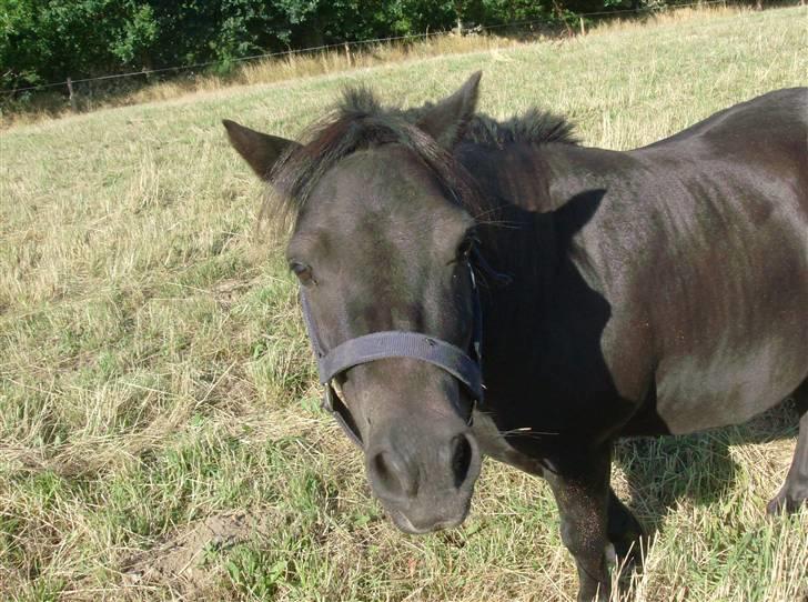 Shetlænder Lyngholm´s Saga R.I.P † - Taget d. 02/08-08 billede 1