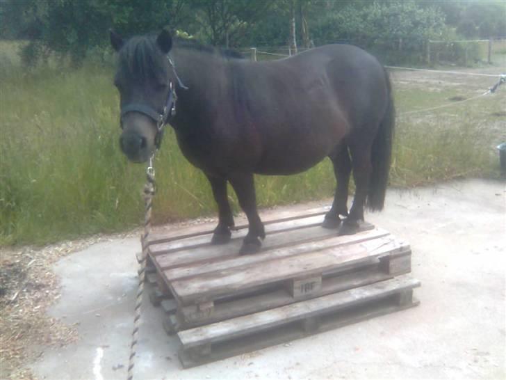 Shetlænder Lyngholm´s Saga R.I.P † - Saga går frivilligt op på paller:) her er det anden gang han går på paller, men første gang på 2paller:) billede 2