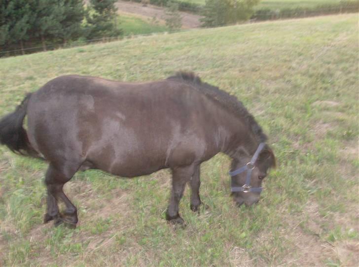 Shetlænder Lyngholm´s Saga R.I.P † - Taget d. 29/07-08 billede 3