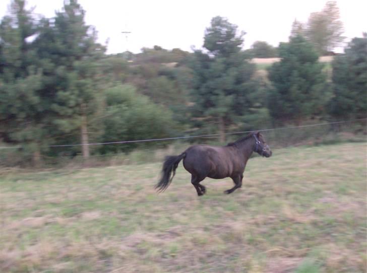 Shetlænder Lyngholm´s Saga R.I.P † - Taget d. 29/07-08 billede 5