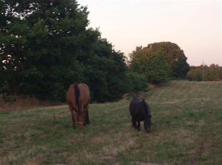Shetlænder Lyngholm´s Saga R.I.P † - Taget d. 29/07-08 billede 6