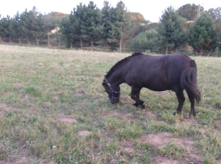 Shetlænder Lyngholm´s Saga R.I.P † - Taget d. 29/07-08 billede 7