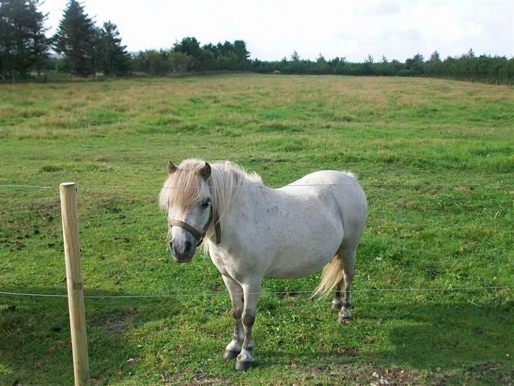 Shetlænder quiti  r.i.p billede 1