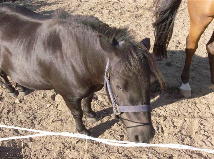 Shetlænder Lyngholm´s Saga R.I.P † - Taget d. 02/08-08 billede 8