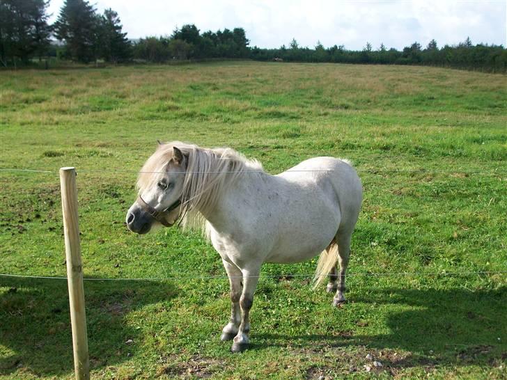 Shetlænder quiti  r.i.p billede 2