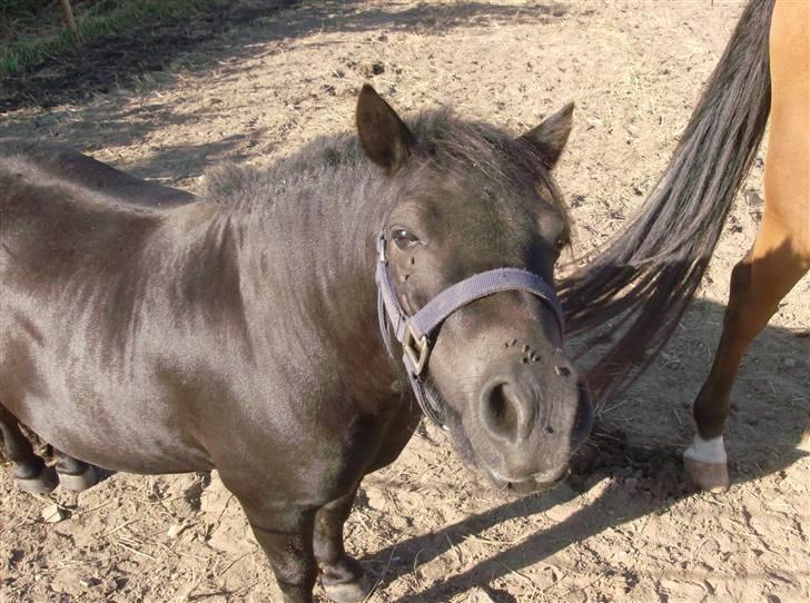 Shetlænder Lyngholm´s Saga R.I.P † - Taget d. 02/08-08 billede 9