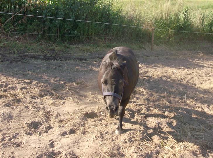 Shetlænder Lyngholm´s Saga R.I.P † - Taget d. 29/07-08 billede 10