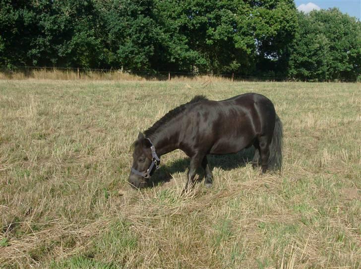 Shetlænder Lyngholm´s Saga R.I.P † - Taget d. 29/07-08 billede 11