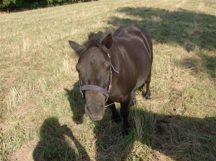 Shetlænder Lyngholm´s Saga R.I.P † - Taget d. 02/08-08 billede 12