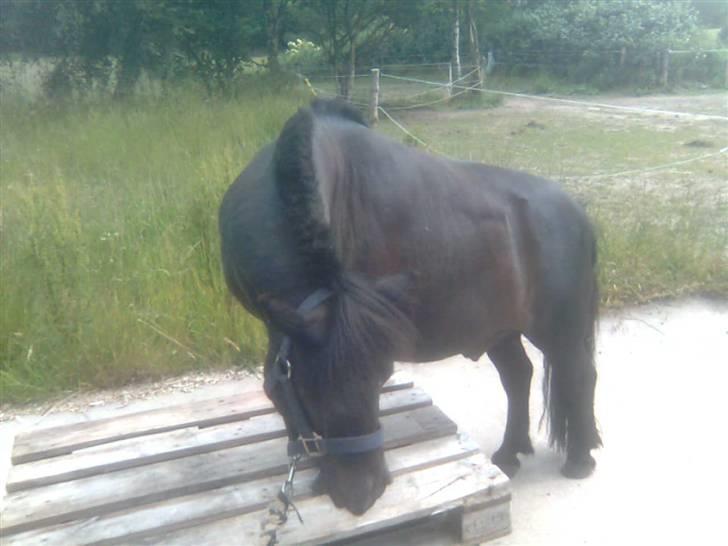 Shetlænder Lyngholm´s Saga R.I.P † - Så nuttet:) billede 13