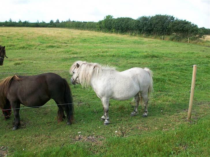 Shetlænder quiti  r.i.p billede 3