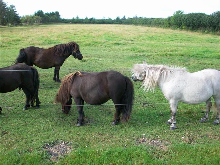 Shetlænder quiti  r.i.p billede 4