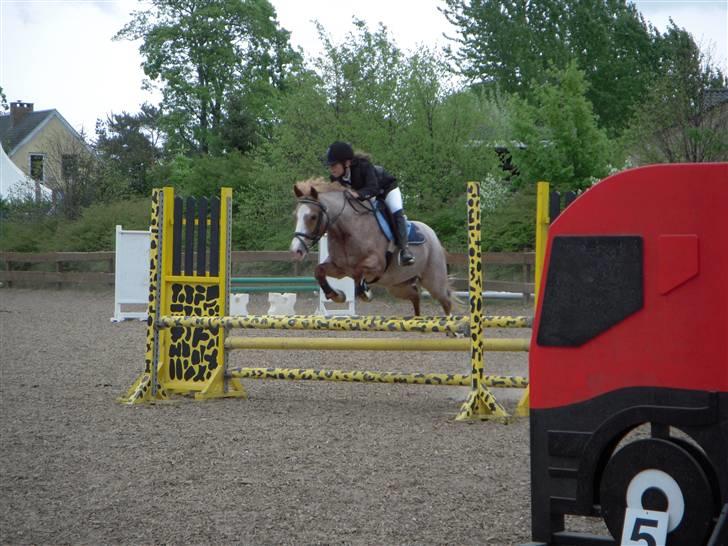 Anden særlig race Mario - LB i HYOR (;  billede 9