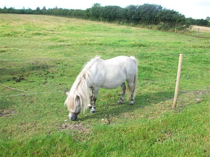 Shetlænder quiti  r.i.p billede 5