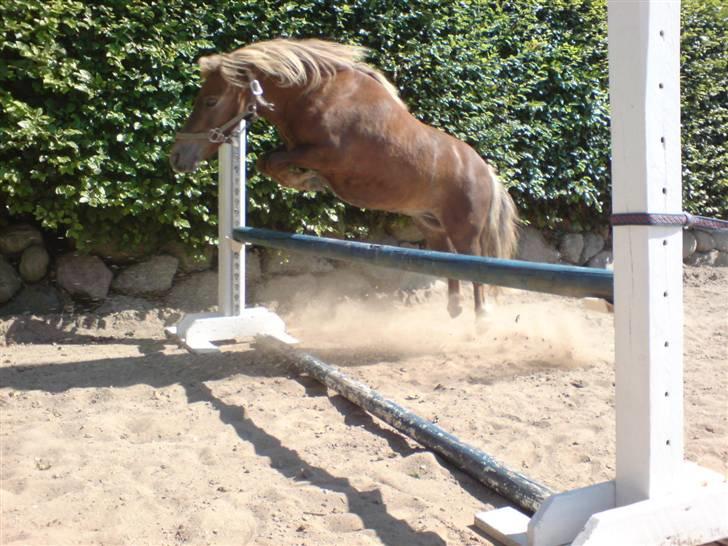 Shetlænder Prins - Han smækker bare forbenene op :b han blev lidt lang i hovedet (: billede 15