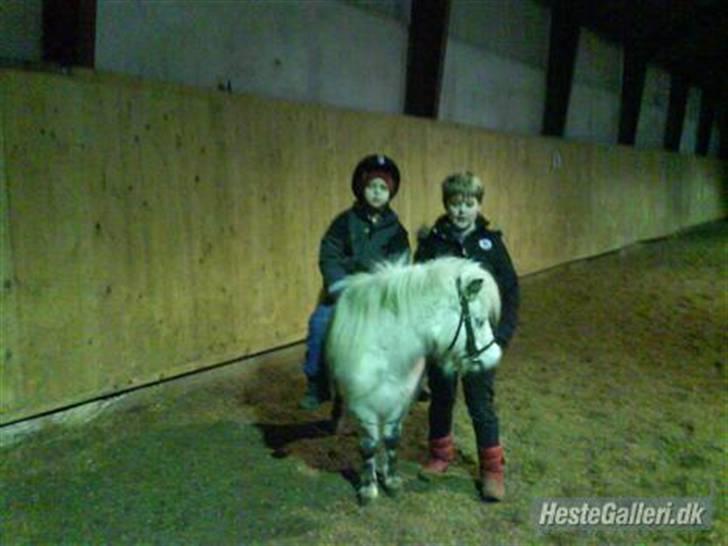 Shetlænder quiti  r.i.p billede 6