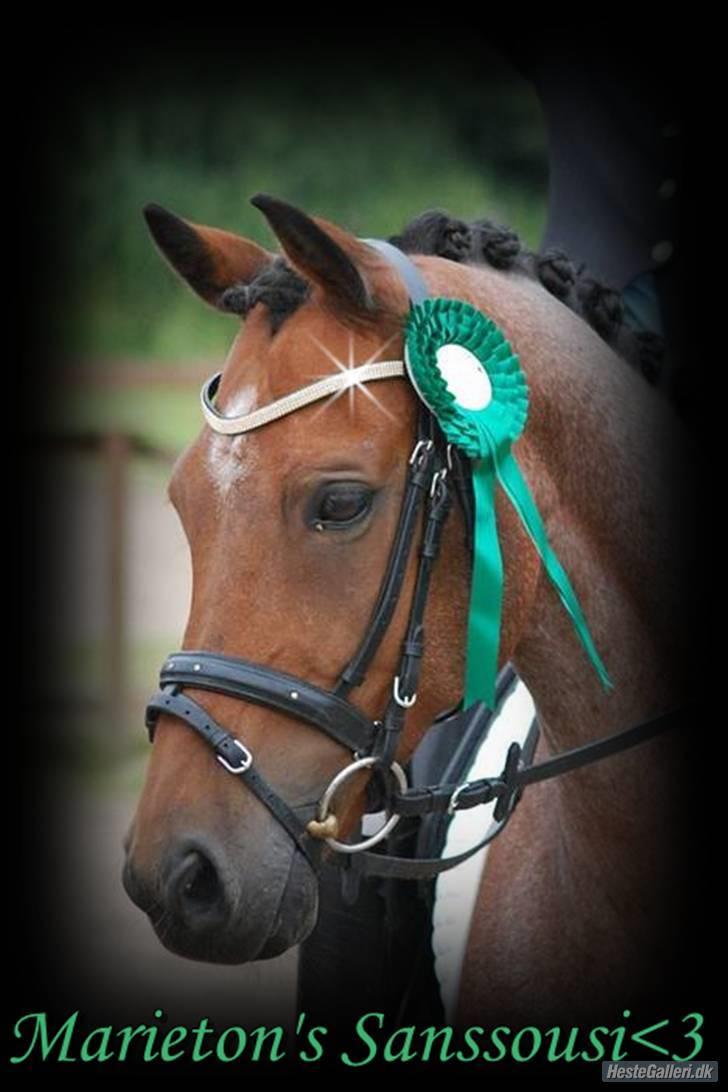 Welsh Partbred (Sec F) Marieton's Sanssousi - 12. Sydjysk Mesterskab individuelt 2009 hvor vi blev nr. 4.. :D billede 14