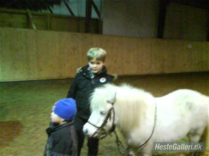 Shetlænder quiti  r.i.p billede 7