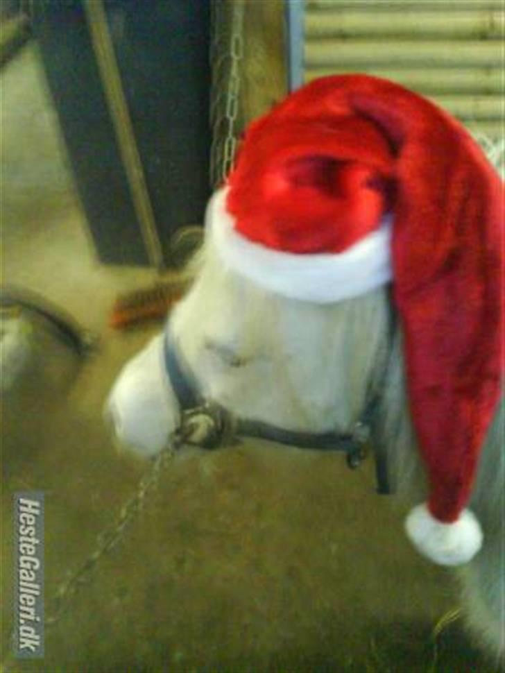 Shetlænder quiti  r.i.p billede 8