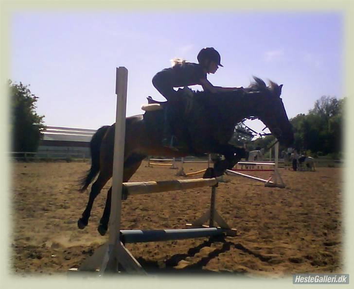 Anden særlig race Bastian "SAVNET" billede 8