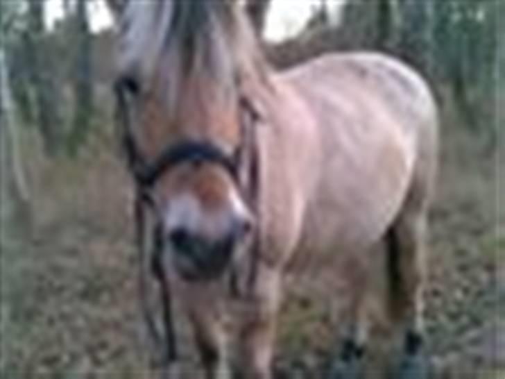 Fjordhest Maja (: * GP *  billede 6