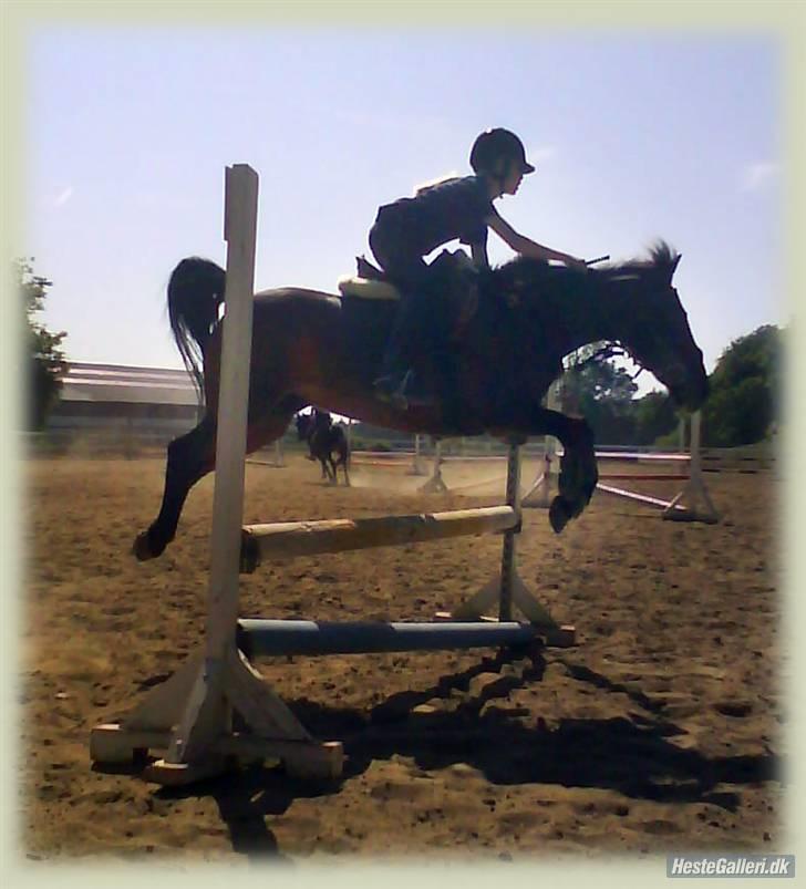 Anden særlig race Bastian "SAVNET" - Basse lb/la til træning billede 9