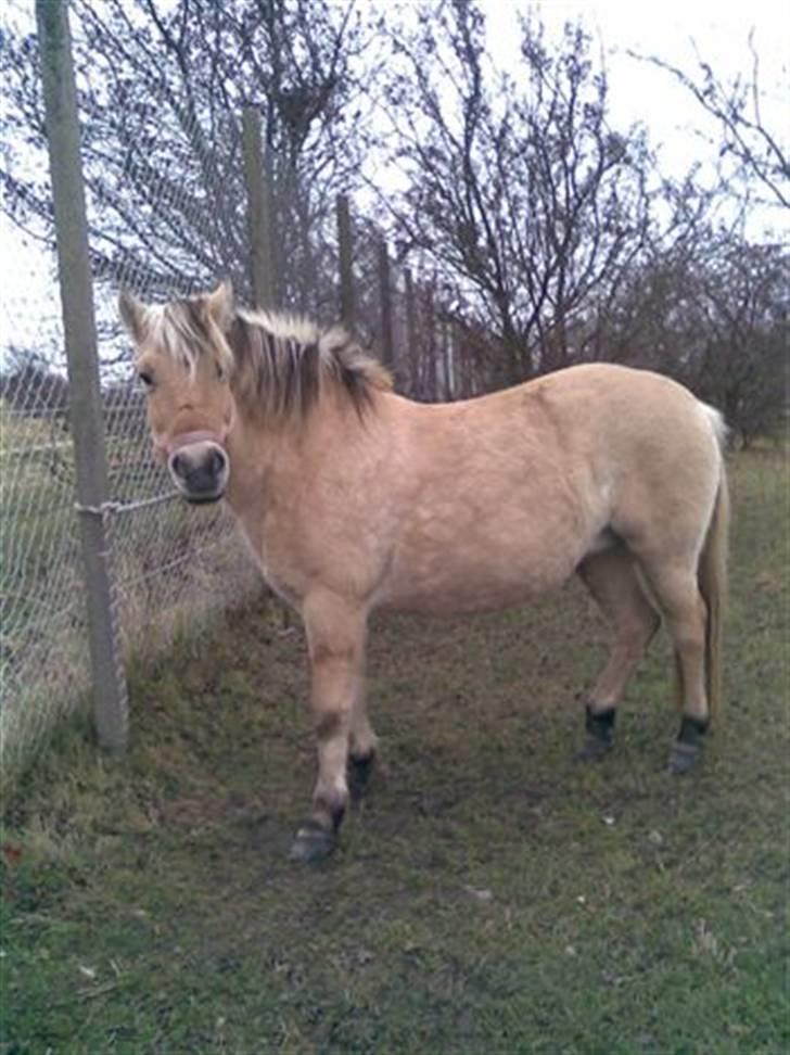 Fjordhest Maja (: * GP *  billede 7